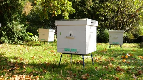 Paseka, beehive bee. Home for bees. Stock Footage 155485889