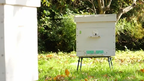 Paseka, beehive bee. Home for bees. Stock Footage 155486047