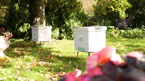 Paseka, beehive bee. Home for bees. Stock Footage 155486170