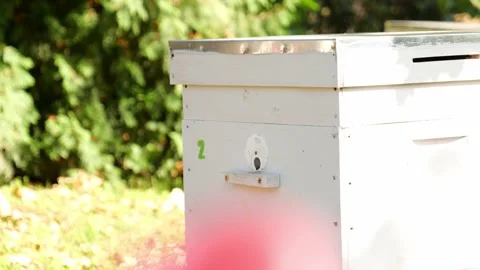 Paseka, beehive bee. Home for bees. Stock Footage 155486247