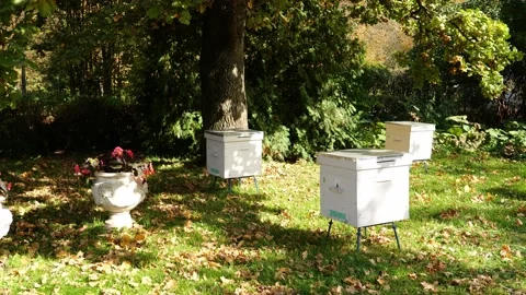 Paseka, beehive bee. Home for bees. Stock Footage 155486360