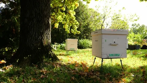 Paseka, beehive bee. Home for bees. Stock Footage 155486543