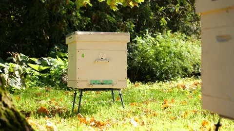 Paseka, beehive bee. Home for bees. Stock Footage 155486760