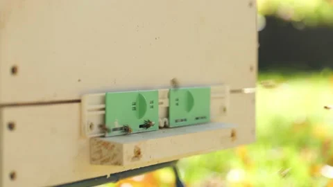 Paseka, beehive bee. Home for bees. Stock Footage 155487115