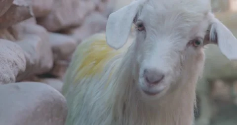 Pashmina Goat 스톡 동영상 137217430