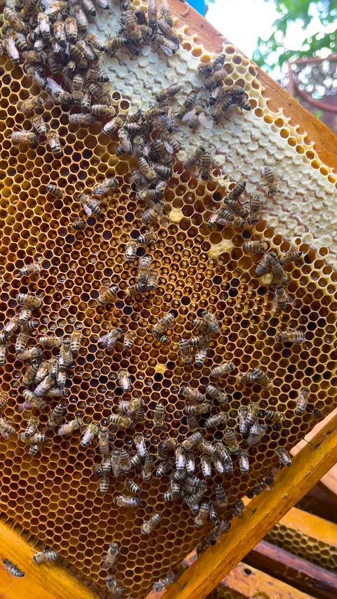 Pasichny cuts a frame with honey 库存影片 348147372