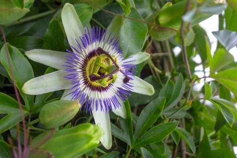 Pasiflora, also called "Flower of Passion" Stock Photos