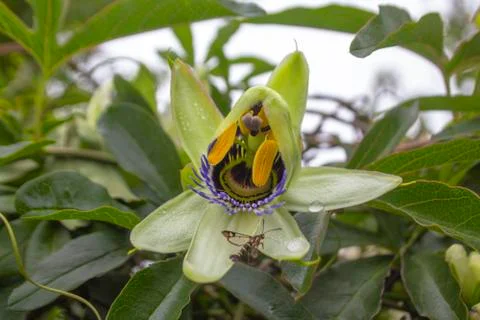 Pasiflora, also called "Flower of Passion" Stock Photos