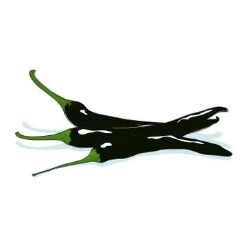 Pasilla Chile Isolated on White イラスト素材