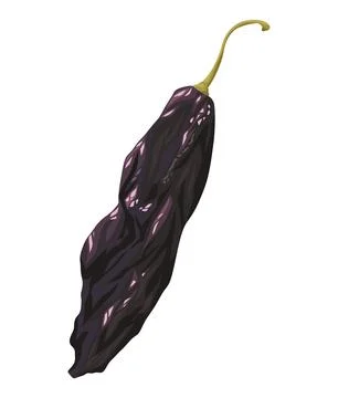 Pasilla chilli hot vegetable Stock Illustration
