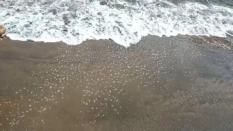 Pasir pantai Video stock 208885607