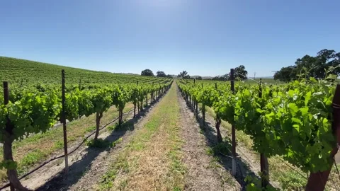 Paso Robles Vineyard in the bright sunlight Vidéo 157738268