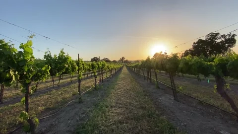 Paso Robles Vineyard at sunset Vidéo 157738182