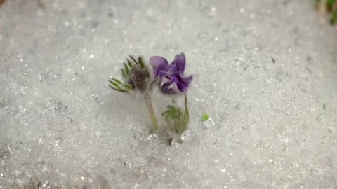 Pasque flower blooming in melting snow, spring timelapse Stock Footage 333671922