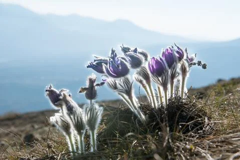 Pasque Flower blooming on spring meadow Stock Photos