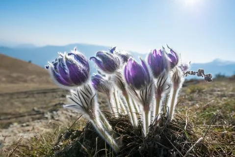 Pasque Flower blooming on spring meadow Stock Photos