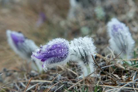 Pasque Flower blooming on spring meadow Stock Photos