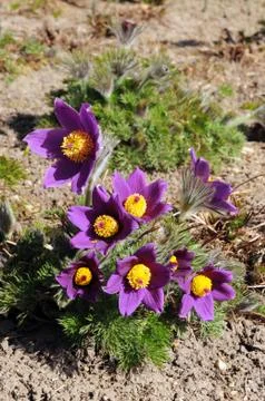 Pasque flower blossom in springtime Stock Photos