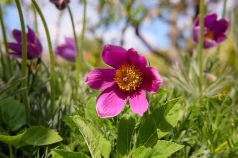 Pasque flower blossoming in spring Stock Photos
