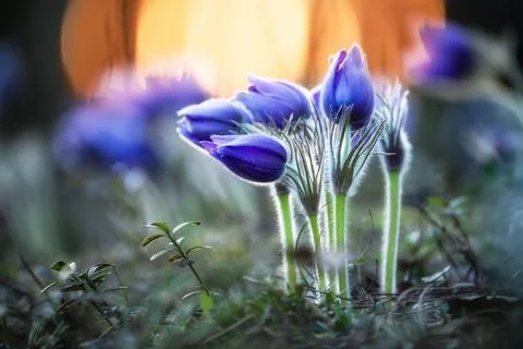 Pasque-flower close-up Stock Photos