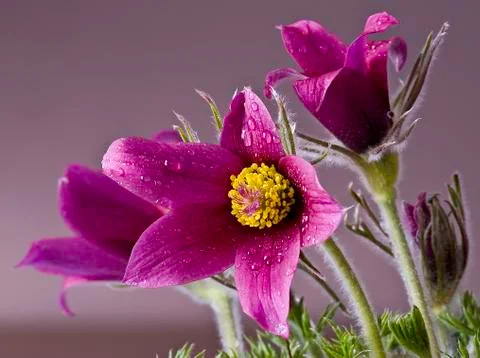 The pasque flower is the first flower to surface in spring. it takes its name Stock-Fotos