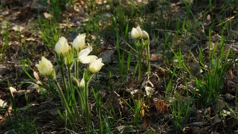 Pasque-flower Stock Footage 163644299