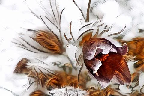 Pasque flower Stock Illustration