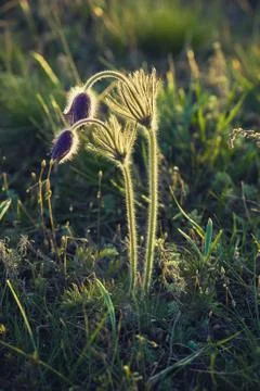 Pasque-flower in nature Stockfoto's