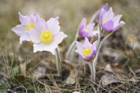 Pasque-flower in nature Fotos de archivo