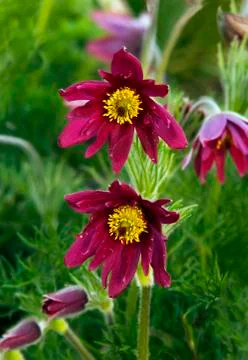Pasque flower (or pasqueflower), wind flower, prairie crocus, easter flower, Stock Photos