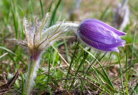 Pasque-flower Stock Photos