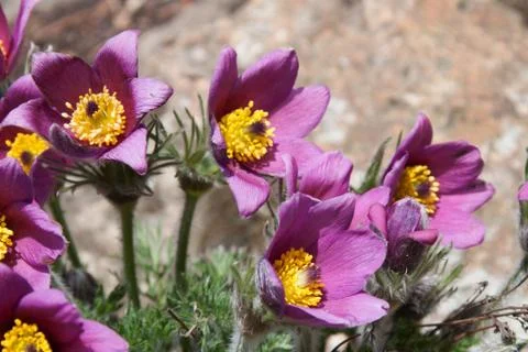 Pasque flower Stock Photos