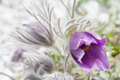Pasque flower Stock Photos