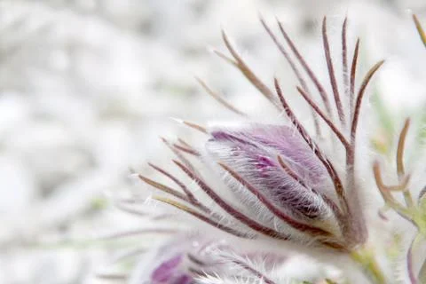 Pasque flower Stock Photos