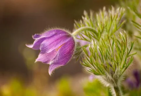 Pasque-flower Stock Photos
