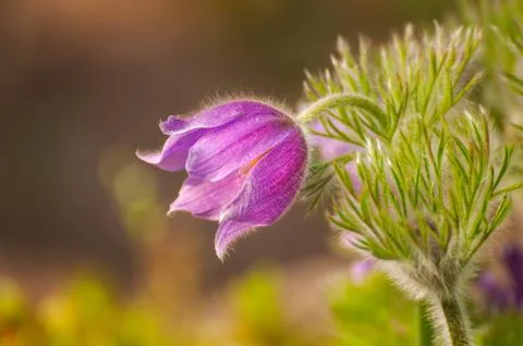 Pasque-flower Stock Photos