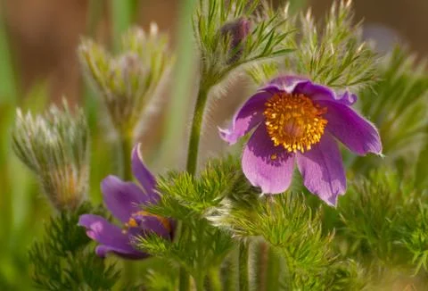 Pasque-flower Stock Photos