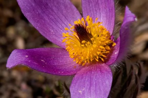 Pasque flower 스톡 사진