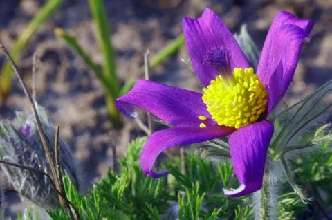 Pasque flower Stock Photos