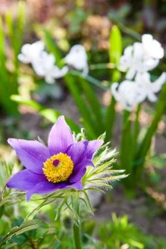 Pasque flower Stock Photos