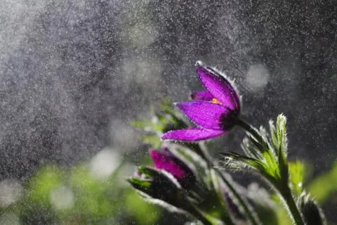 Pasque-flower Stock-Fotos