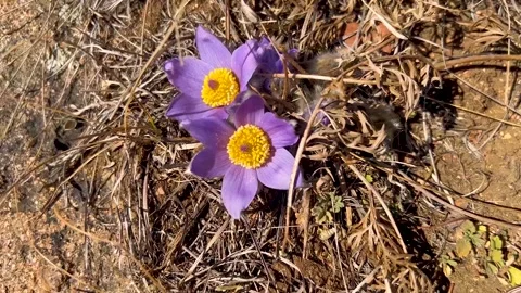 Pasque flower, prairie crocus, Easter flower with bees collecting pollen Stock Footage 292730051