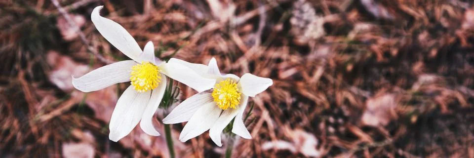 Pasque flower at spring forest. While bloom outdoors Stock Photos