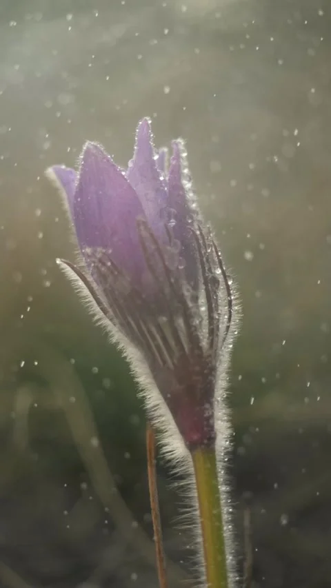 Pasque flower in spring. The genus Pulsatilla native to meadows and prairies of Stock Footage 273811118