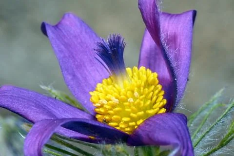 Pasque Flower in spring Stock Photos