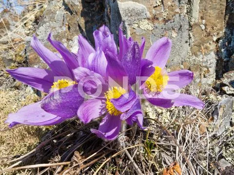 Pasque flowers close-up in natural environment Stock Photos