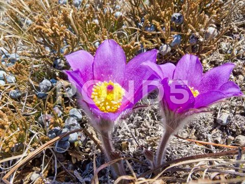 Pasque flowers close-up in natural environment Stock Photos
