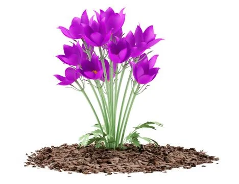 Pasque flowers isolated on white background. 3d illustration Stock-Illustration