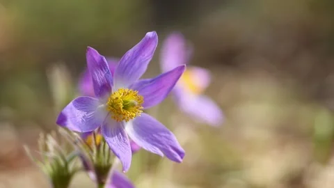 Pasque or anemone wild flowers swing in the wind on sunny spring meadow Stock Footage 234175133