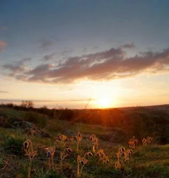 Pasque Wild Flower Group in setting sun Stock Photos